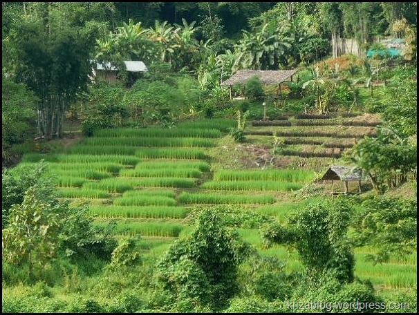 مصاطب الأرز الخضراء المورقة في ماي ريم ، وتايلند