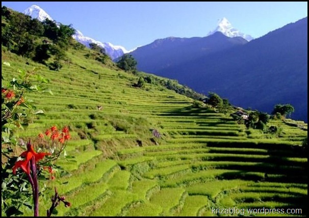 و منظر مذهل من مصاطب الأرز بالقرب من قاعدة كامب أنابورنا في نيبال