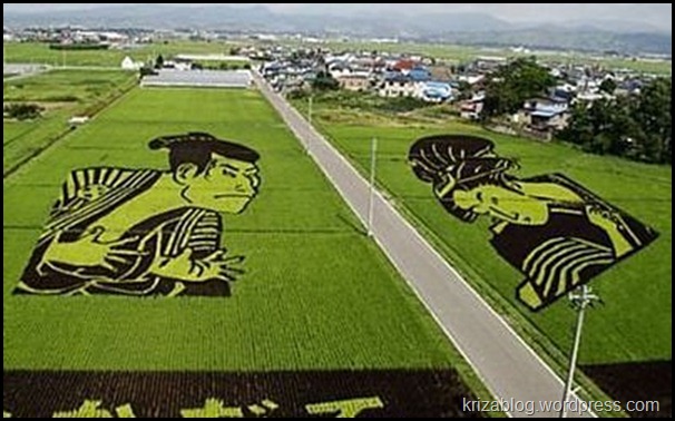 ليست زراعة أرز .... بل فن زراعة الأرز