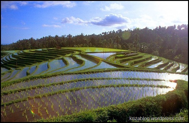 أشعة الشمس تنعكس عن المياه التي تغمر مزارع الأرز