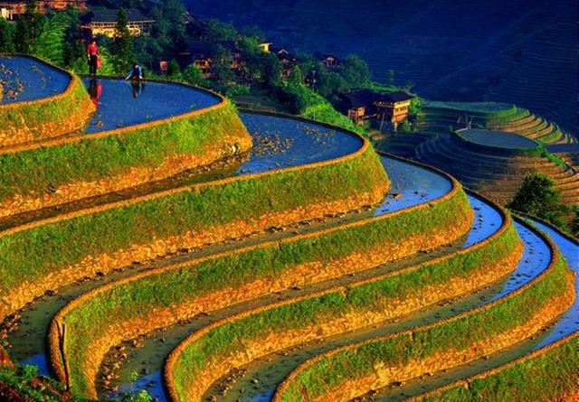 مدرجات زراعة الأرز